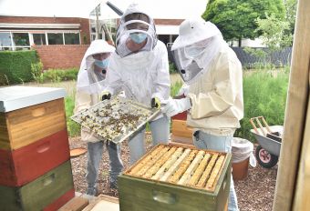 Eine Bienenwabe wird von Beschäftigten gezeigt